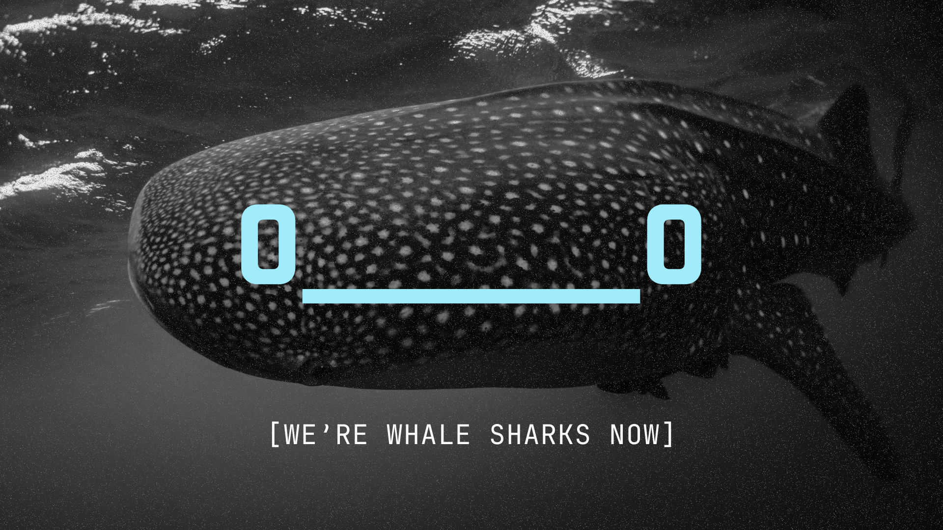 Photo of a whale shark with a 0______0 symbol in Union blue on its face, and [We're Whale Sharks Now] below it.